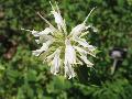 Bee Balm, Monarda / Monarda lindheimeri 